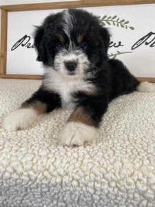 F1 Mini Bernedoodle of Dina & Goose